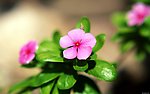 花卉