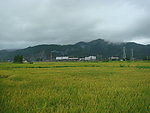 稻子