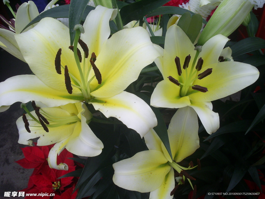 白色百合花