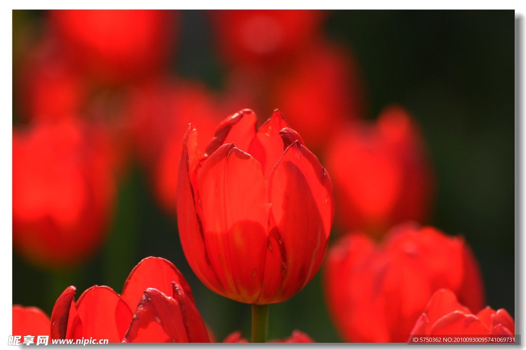 红色郁金香花海