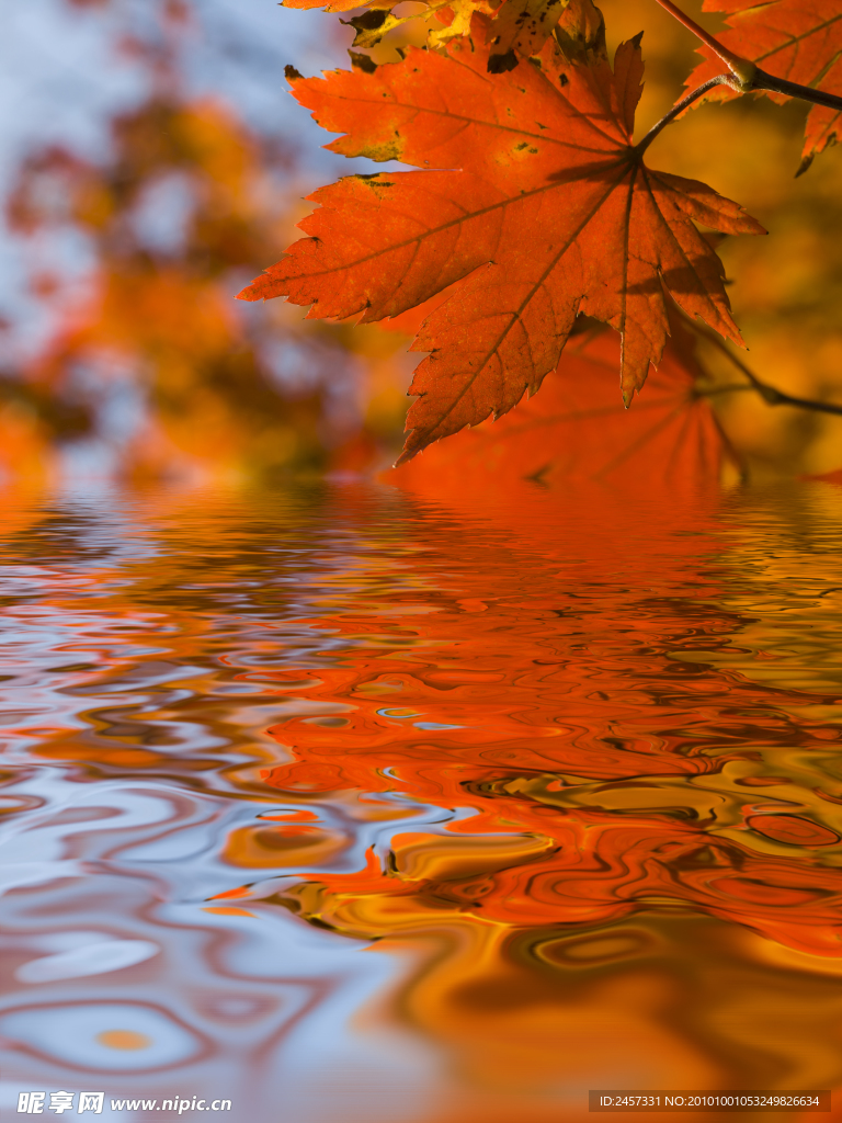 秋天湖水上方的枫叶