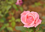月季花