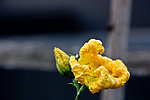 花 丝瓜花