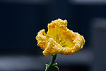 花 丝瓜花