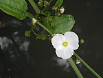 水花