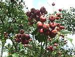 山楂 果实