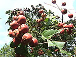 山楂果