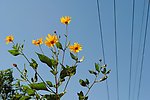 黄色花