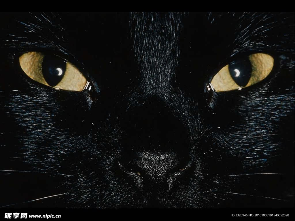 可爱的小猫