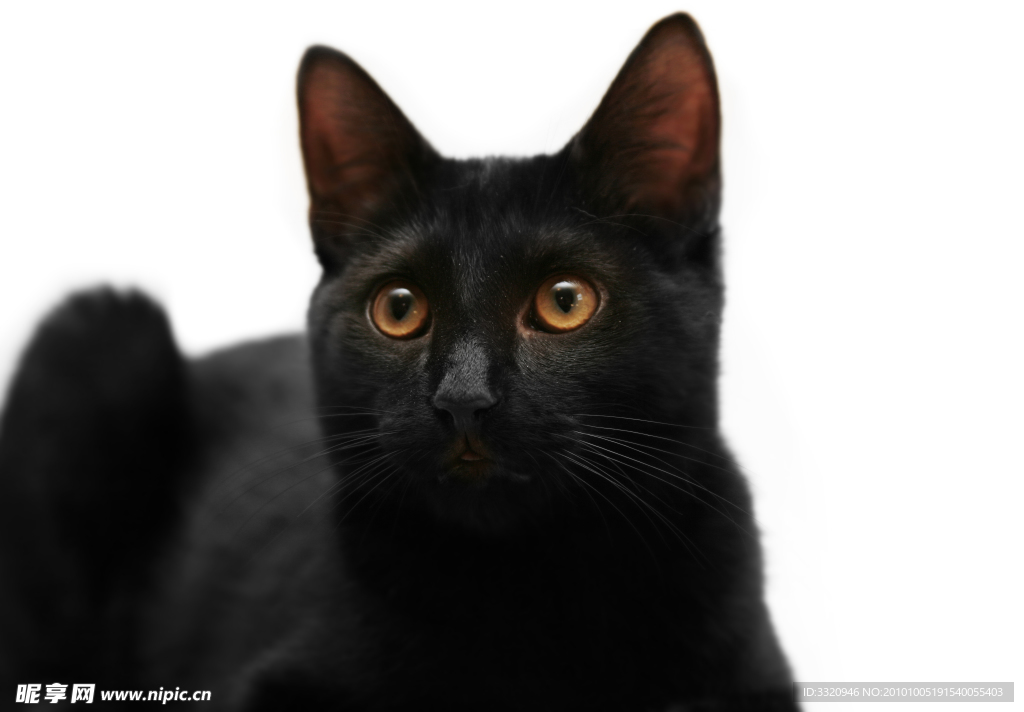 可爱的小猫
