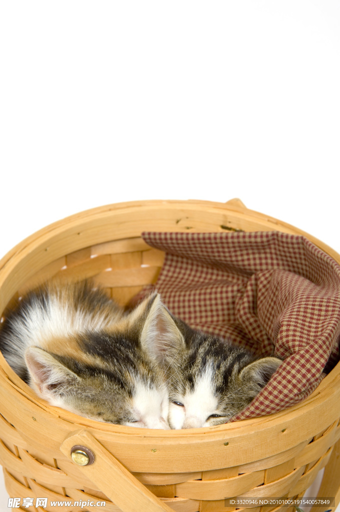 可爱的小猫