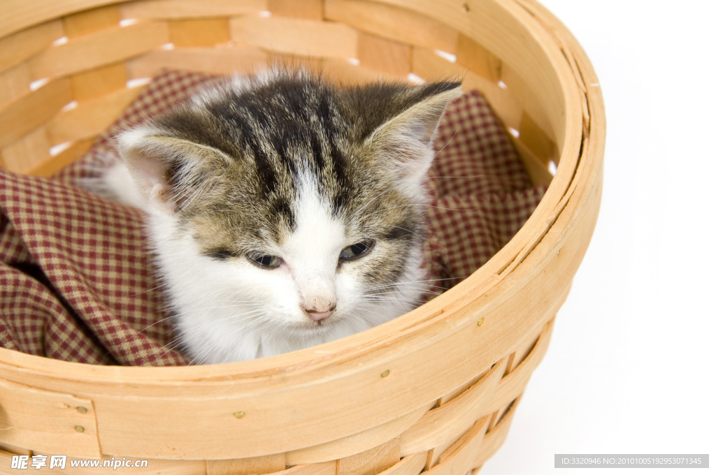 可爱的小猫