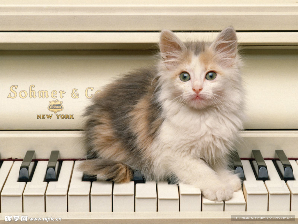 可爱的小猫