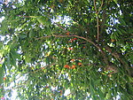 山竹果树