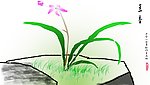 兰花