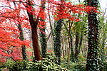 香山秋色