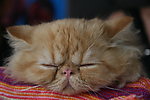 睡猫
