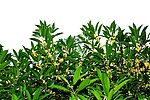 桂花树