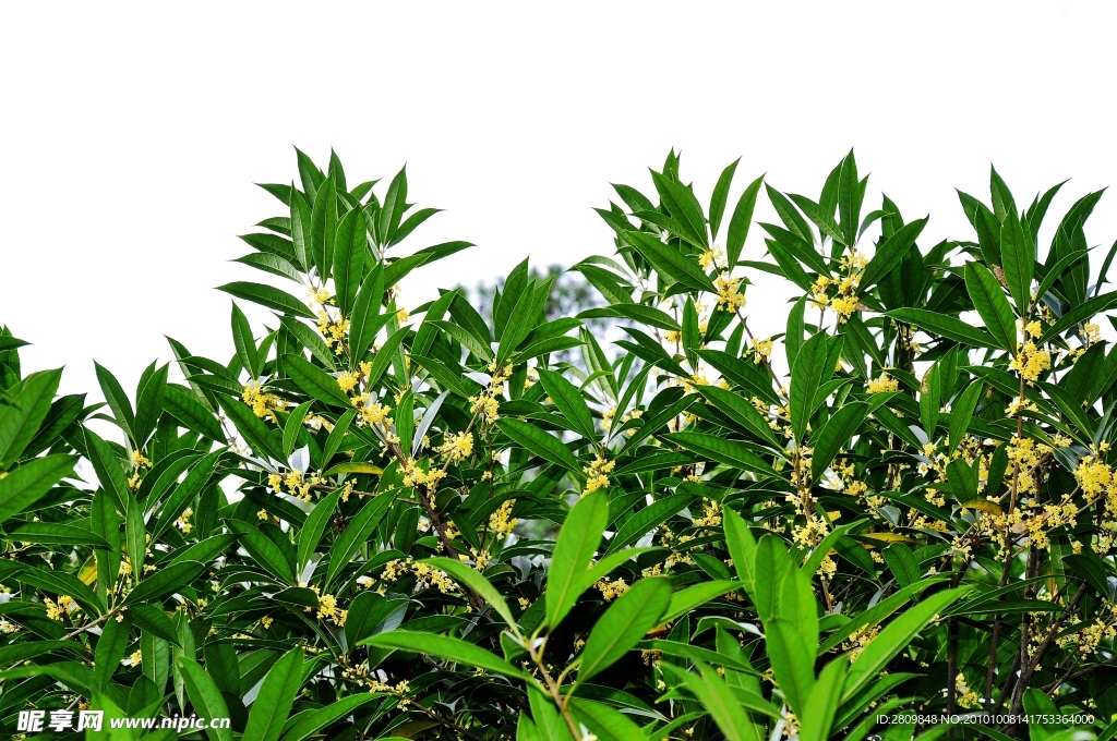 桂花树