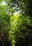 四川乐山竹海
