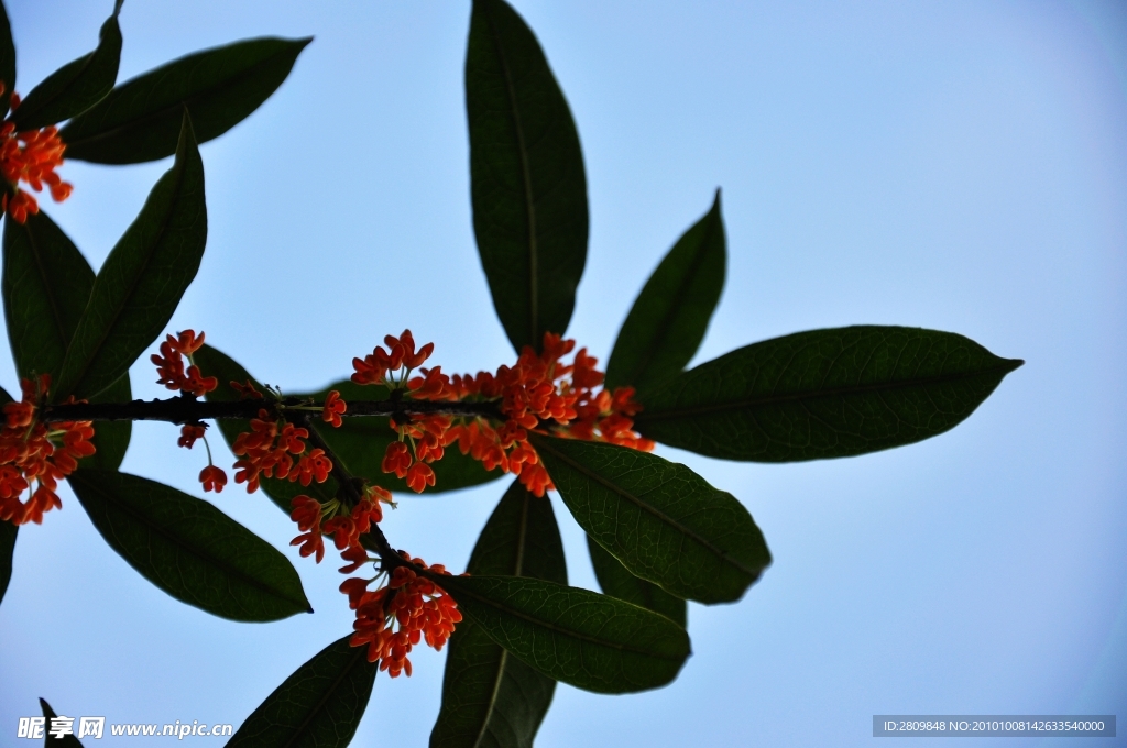 黄金桂花树