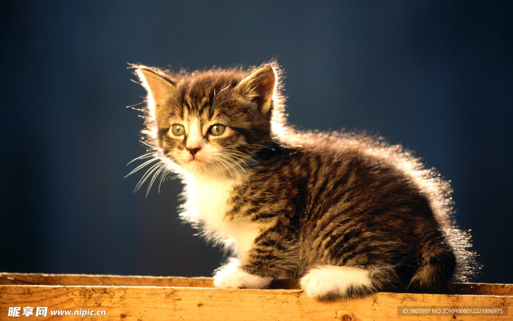 小猫