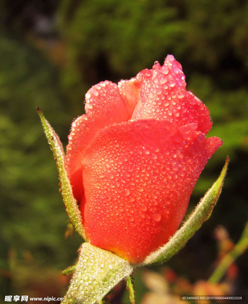 洒满露珠的月季花花蕾