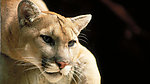 野猫 猫咪