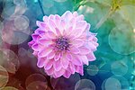 眩光花朵