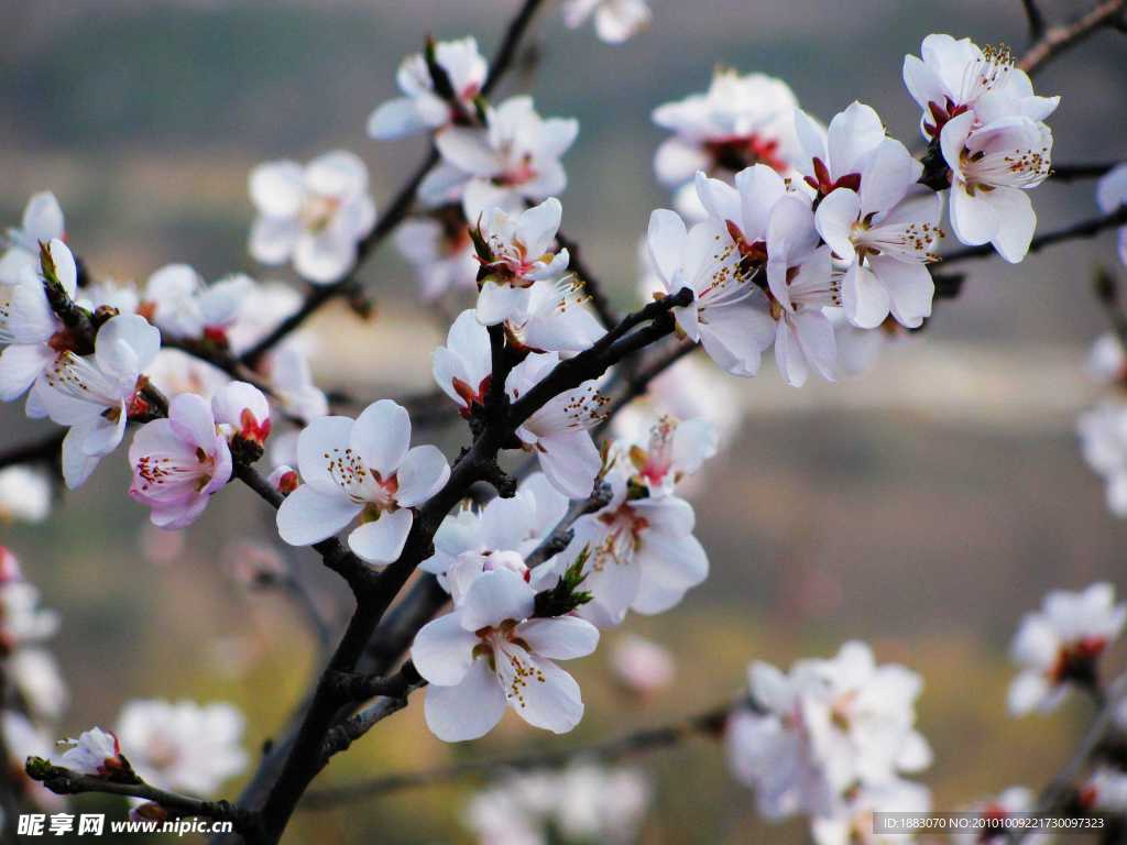 粉面桃花