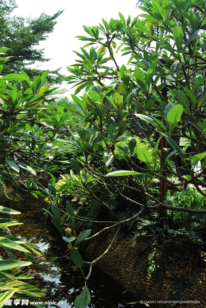 小河流水