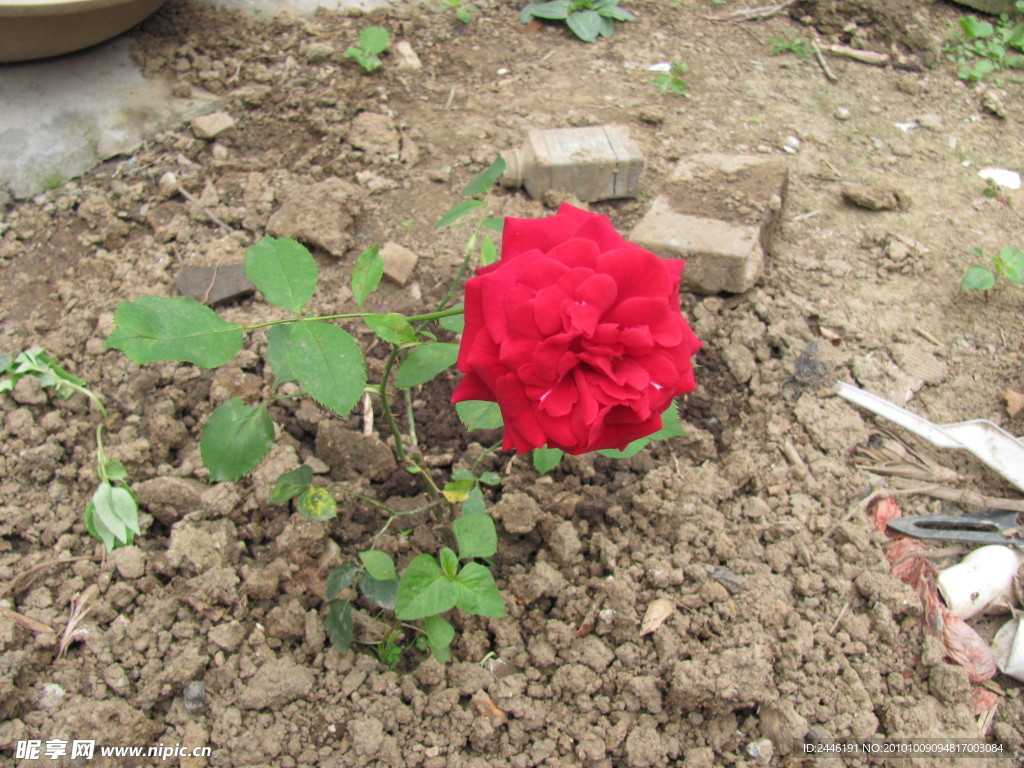 月季花