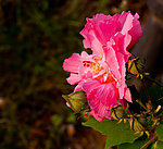 芙蓉花