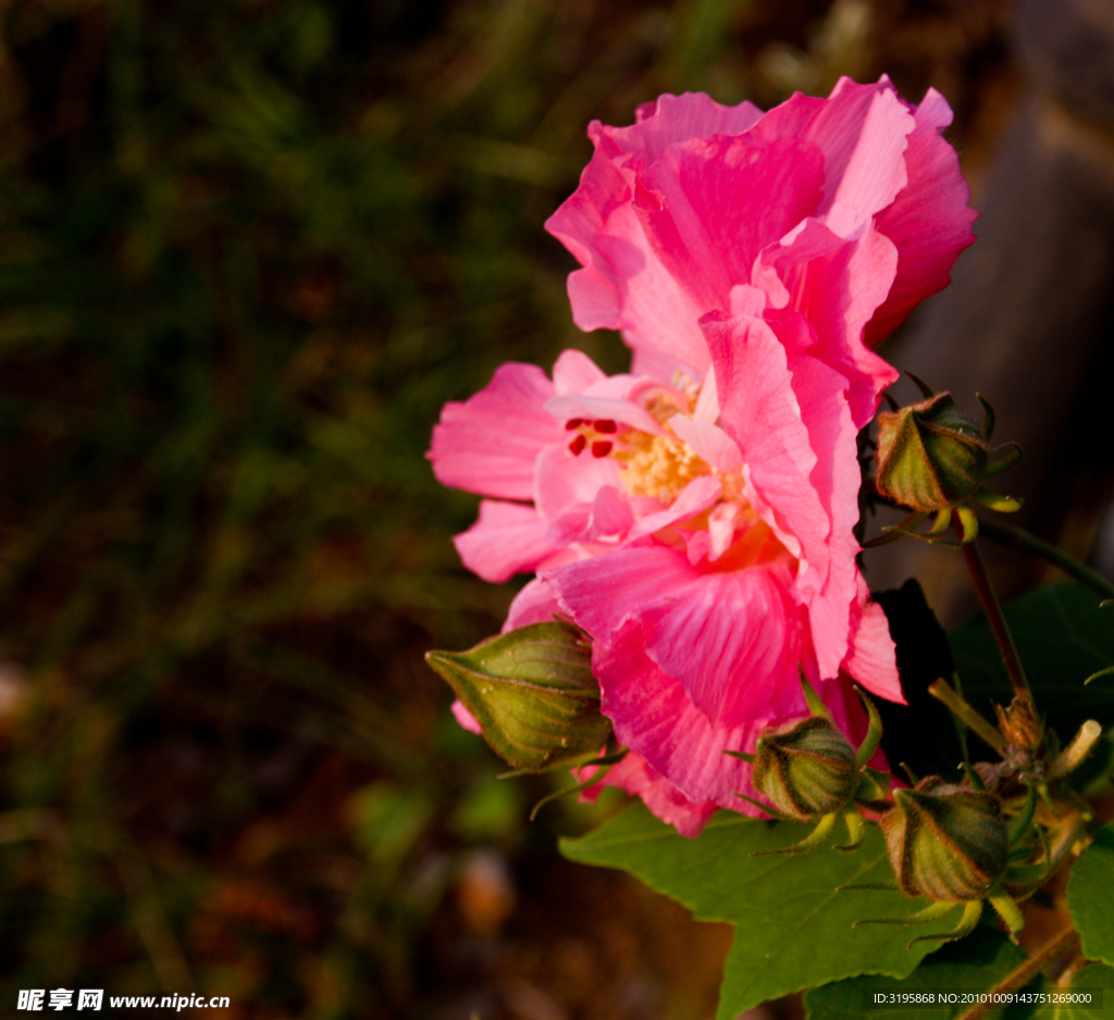 芙蓉花