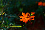 花 橙色