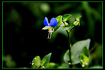 蓝蝴蝶花