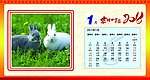 2011台历 兔子 日历 吉祥如意