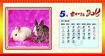 2011台历 兔子 日历 吉祥如意