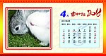 2011台历 兔子 日历 吉祥如意