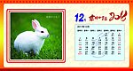 2011台历 兔子 日历 吉祥如意