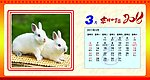2011台历 兔子 日历 吉祥如意