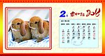 2011台历 兔子 日历 吉祥如意