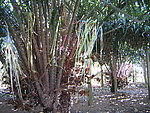 蛇皮果树