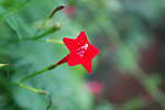 喇叭花