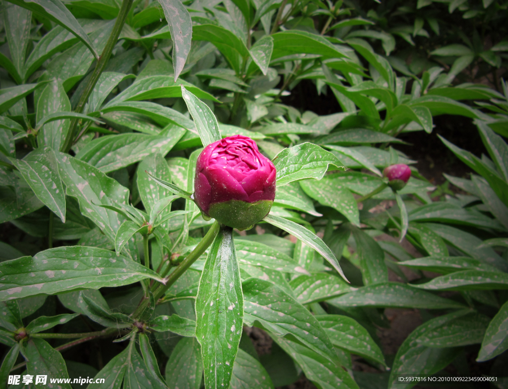 芍药