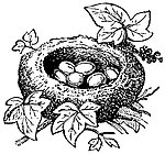 鸟窝