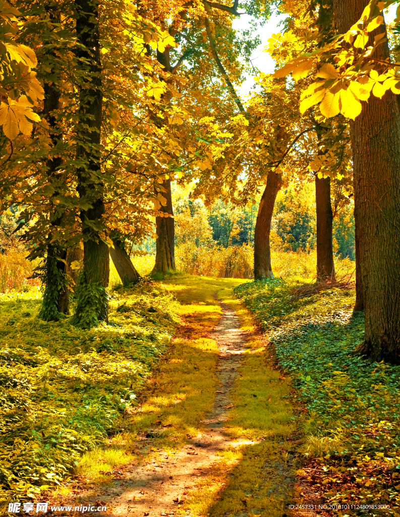 金黄色的秋天枫树林 林间小路