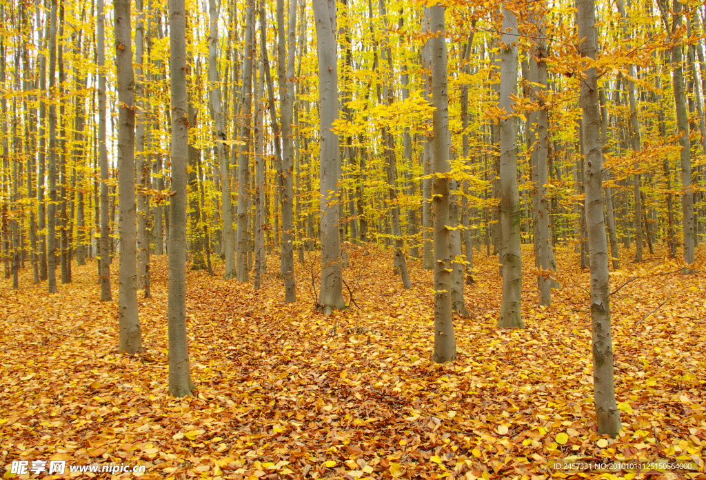 漂亮秋天的树林 满地的树叶