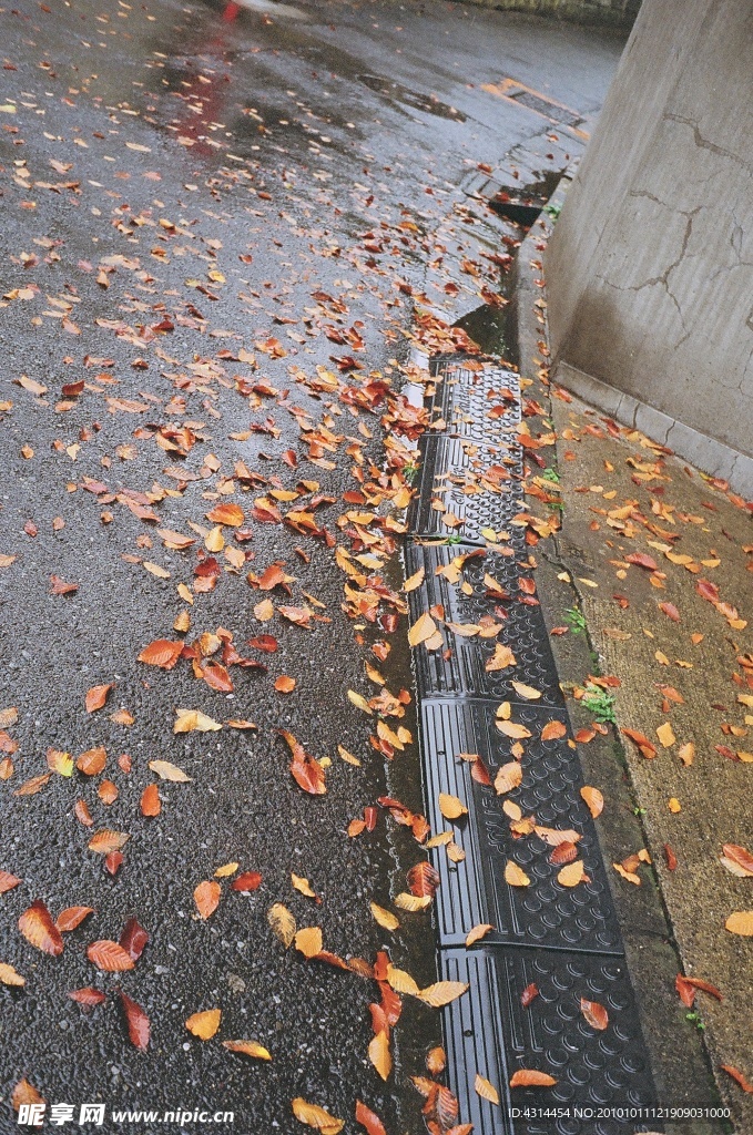 秋叶