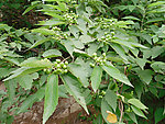 山楂树